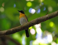 palawan blue flycatcher.JPG