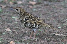 White's Thrush (02) - Copy.JPG