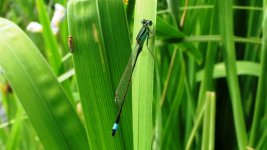 blue-tailed dameslfly ex IMG_1709 (1000).JPG