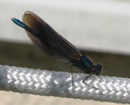 beautiful demoiselle.JPG