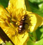 insect on marsh-marigold.JPG