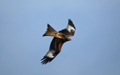 Red Kite 05.jpg