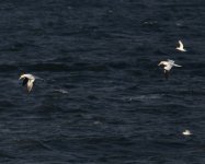 Gannet_Girdle Ness_120520a.jpg