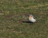 Wheatear_Girdle Ness_120520a.jpg