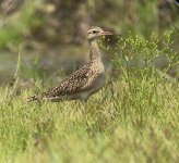 IMG_9932 Little Curlew @ LV.jpg