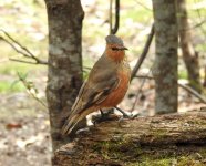 BF Rufous Treecreeper.jpg