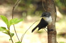 BF White-breasted Robin thread.jpg