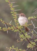 Kenya Bird IDs_05.jpg