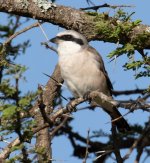 Kenya Bird IDs_16.jpg