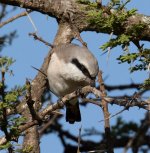 Kenya Bird IDs_17.jpg