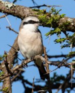 Kenya Bird IDs_18.jpg