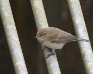 Chiffchaff_Girdle Ness_210320a.jpg