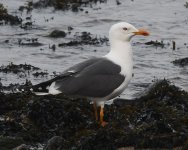 Lesser Black-backed Gull_Girdle Ness_210320a.jpg