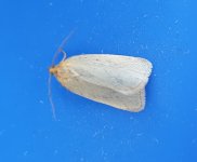 Footman sp.jpg