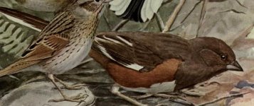 towhee, female.jpg