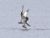 Osprey Invergowrie 01052020 01.jpg