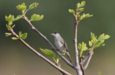 Blackcap_6363.jpg