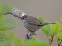 Blackcap_6436.jpg