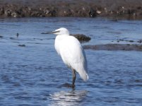 Little Egret Invergowrie 06052020 01.jpg