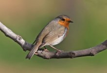 Robin_6357.jpg