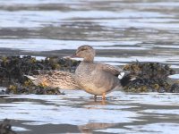 Gadwall Invergowrie 07052020 01.jpg