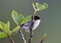 Sardinian Warbler_6384.jpg