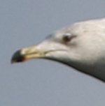 Gull1headzoomed.jpg