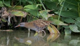 IMG_9368 Eastern Water Rail @ LV (bf).jpg