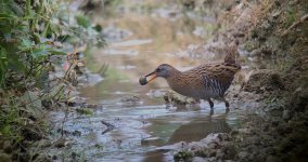 IMG_9133 Eastern Water Rail @ LV.JPG