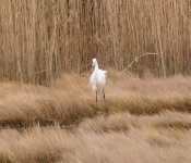 Great Egret.jpg