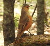 BF Rufous Treecreeper 1 thread.jpg