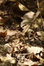 20200108 (40)_Long-tailed_Nightjar.JPG