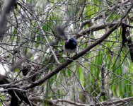 BF Red-winged Fairywren thread.jpg