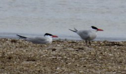 BF Caspian Tern thread.jpg