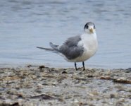 BF Greater Crested Tern thread.jpg