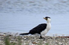 BF Little Pied Cormorant thread.jpg