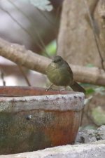 20200108 (48)_Little_Greenbul.JPG