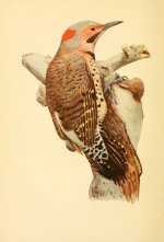 Northern Flicker (Eckstrom).jpg