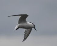 Sandwich Tern_Girdle Ness_130520a.jpg