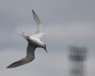 Sandwich Tern_Girdle Ness_130520b.jpg