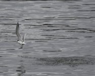 Sandwich Tern_Girdle Ness_130520c.jpg