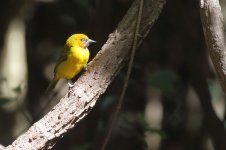 20200108 (55)_Black-necked_Weaver.JPG