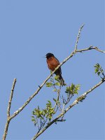 Orchard Oriole.jpg