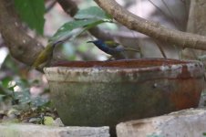 20200108 (56)_Green-headed_Sunbird.JPG