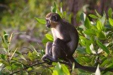 20200108 (66)_Green_Vervet_Monkey.JPG