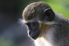 20200108 (69)_Green_Vervet_Monkey.JPG