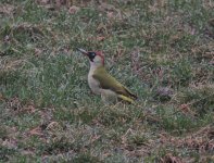 Green woodie female.jpg