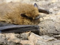 Soprano Pipistrelle (7).JPG