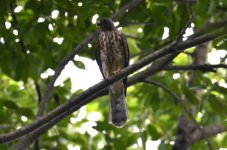 Chinese Sparrowhawk (juvenile) - Summer Visitor- Uncommon.jpg