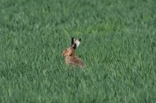 Brown Hare_01.JPG